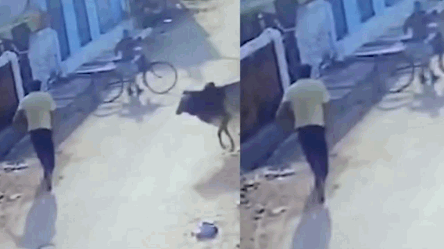 Video: Đang thong dong đi bộ trên đường, người đàn ông bất ngờ bị bò điên húc bay xuống mương