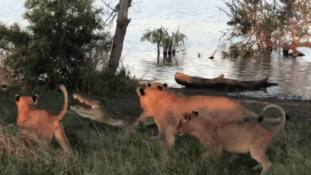 video ca gan xong len bo cuop moi ca sau bi 5 su tu quay danh hoi dong