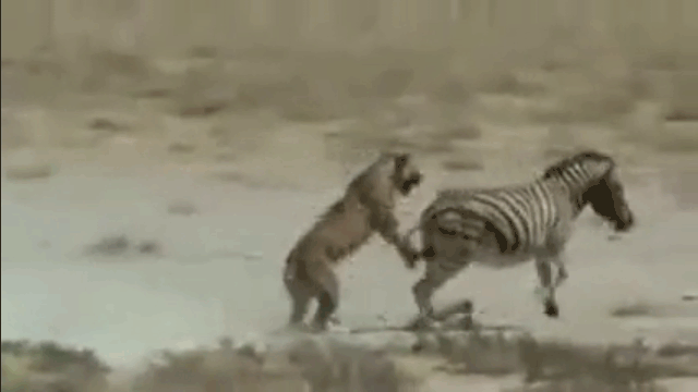 Video: Ngựa vằn "lật kèo" tung cú đá khiến sư tử tái mặt