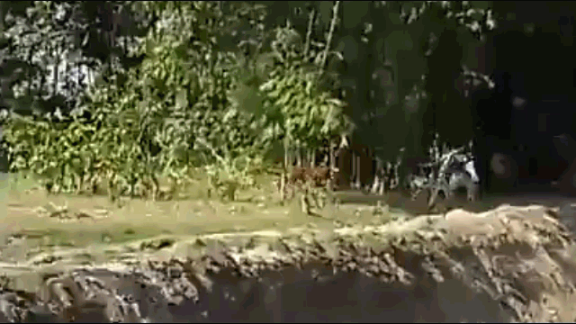 Video: Hổ Bengal vồ người đàn ông rơi xuống hố và cái kết bất ngờ