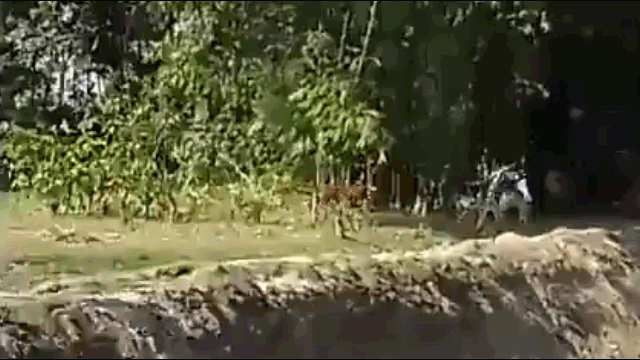 video ho bengal vo nguoi dan ong roi xuong ho va cai ket bat ngo