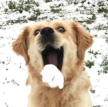 Video: Cười nghiêng ngả trước phản ứng của chú chó to xác khi lần đầu trông thấy tuyết