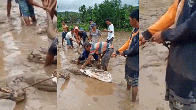 Video: Dân làng vật vã bắt trăn 'khủng' dài 5 mét trên cánh đồng