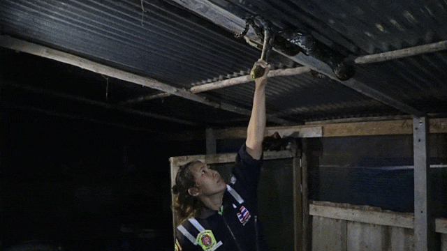 Video: Vất vả "cứu hộ" chú trăn khủng dài 4 mét quấn chặt vào xà nhà