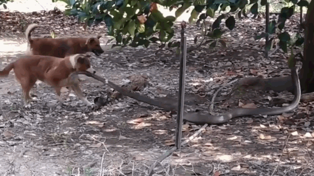 video ho mang chua dai gan 4m nang 14kg doi dau 2 cho nha trong vuon