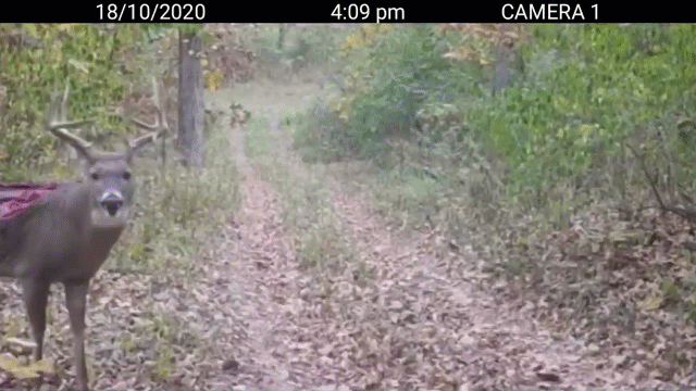 hy huu con nai sung tam mat lung lo thien het ca noi tang nhung van song sot khoe manh