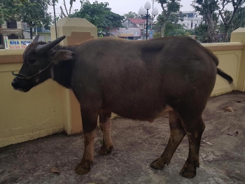 thong tin phap luat sang 2112 thanh nien cuoi xe sh trom trau tha rong ben duong