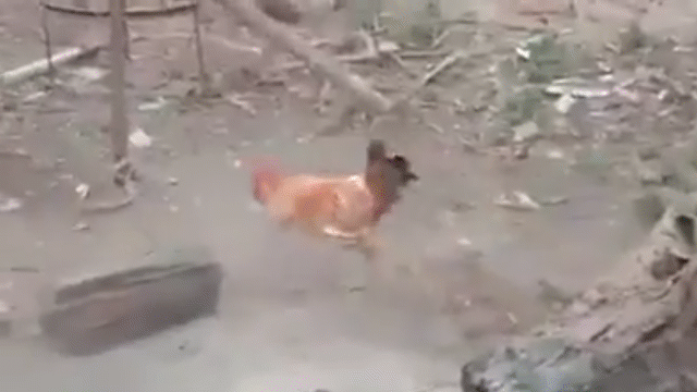 thu vi video ga va cuu ti thi