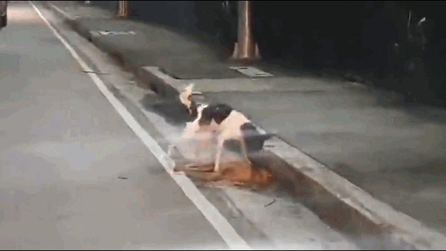Cảm động khoảnh khắc chú chó cố đánh thức bạn dậy sau tai nạn