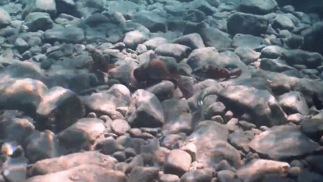 video dang hop tac cung bat moi bach tuoc bat ngo quay ra dam thang vao mat ca