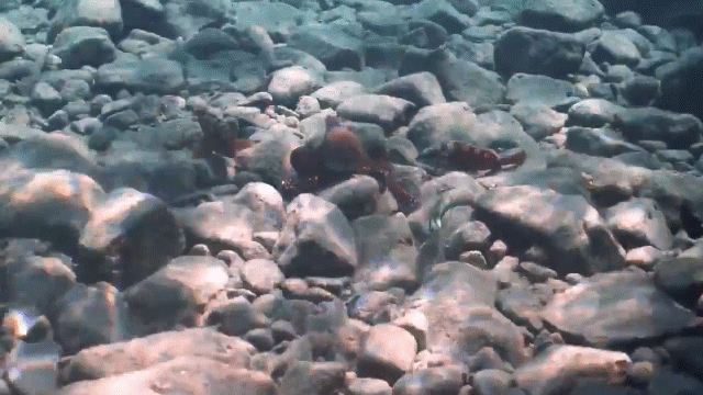 Video: Đang hợp tác cùng bắt mồi, bạch tuộc bất ngờ quay ra "đấm" thẳng vào mặt cá
