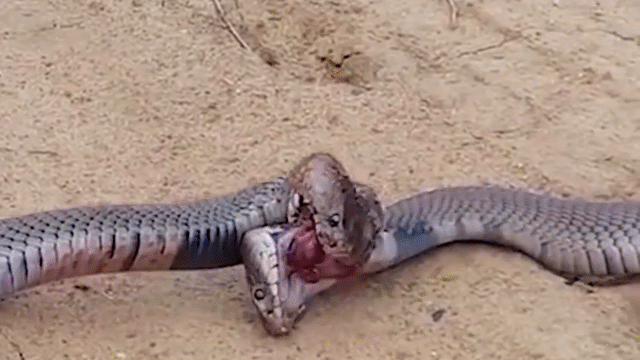 Video: Cặp hổ mang chúa cắn chặt miệng nhau xoay tít, quyết tử chiến