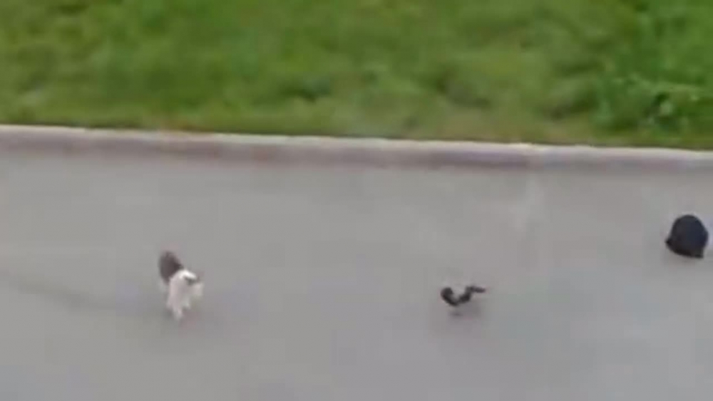 Video: Mèo đen và quạ phối hợp đánh hội đồng mèo tam thể