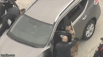 Video: Cảnh khuyển phi như bay lên ôtô bắt tên trộm ở Canada