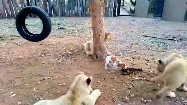 video mon men toi cuop thit su tu hau an bi cho con can bay nguoi