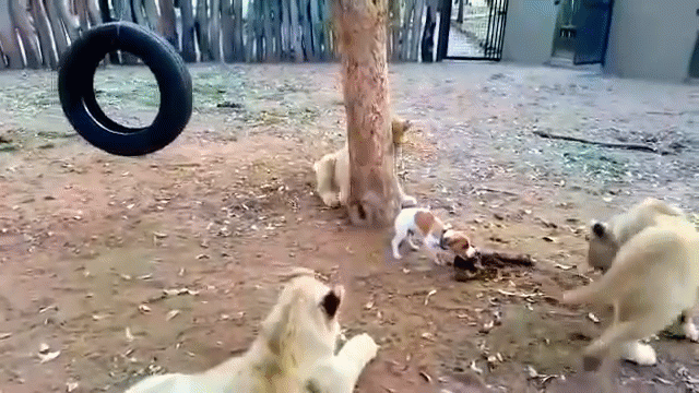 Video: Mon men tới cướp thịt, sư tử háu ăn bị chó con cắn bay người