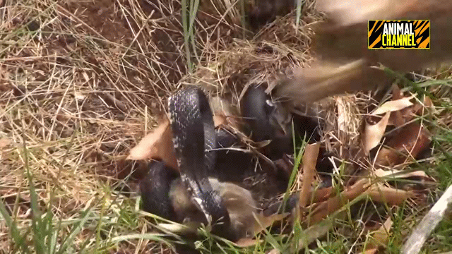 video tho me dien cuong tan cong ran doc de bao ve con