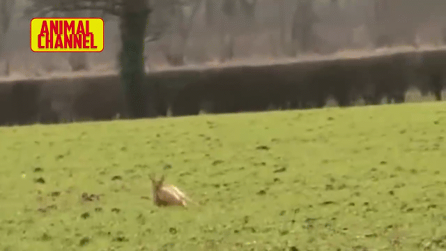Video: Thỏ con tinh ranh "bẻ lái" đạp trúng đầu đại bàng rồi tẩu thoát ngoạn mục