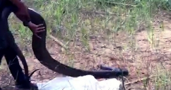 Video: Cận cảnh hổ mang chúa "siêu khủng" dài 4m, nặng 21kg vừa được thả về rừng