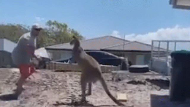 video kangaroo dot nhap vuon nha dam thang vao mat gia chu roi co chan thao chay