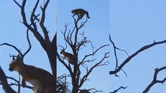 Video: Bị linh miêu truy sát lên tận ngọn cây, mèo hoang tẩu thoát ngoạn mục