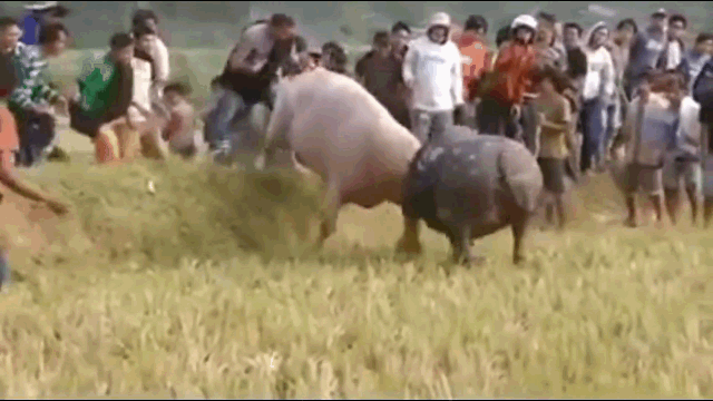 video bi huc nga trau choi bat day phan don hiem hoc khien doi thu bo chay xe gio