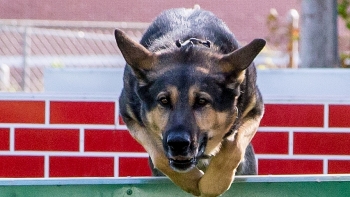 si quan my bi dieu tra vi danh cho nghiep vu k9 trong qua trinh huan luyen