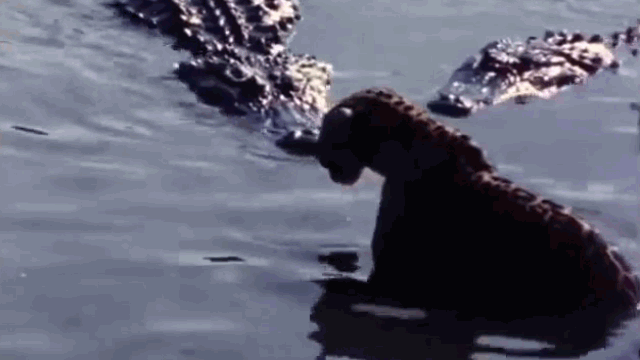 Video: Một mình "tử chiến" 4 cá sấu hung hãn, báo đốm đơn độc nhận cái kết thảm