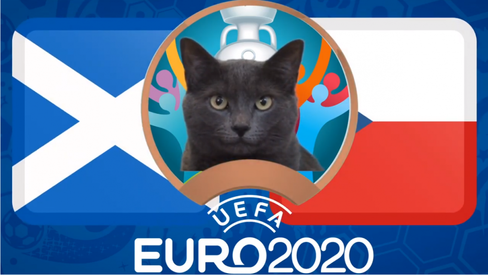 Mèo tiên tri dự đoán Scotland vs CH Séc - EURO 2021: Mèo Cass lựa chọn bất ngờ