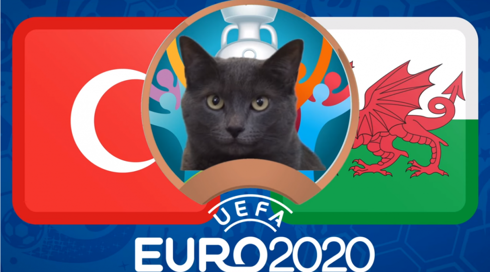Mèo tiên tri dự đoán Thổ Nhĩ Kỳ vs Xứ Wales - EURO 2021: Mèo Cass tin chủ nhà