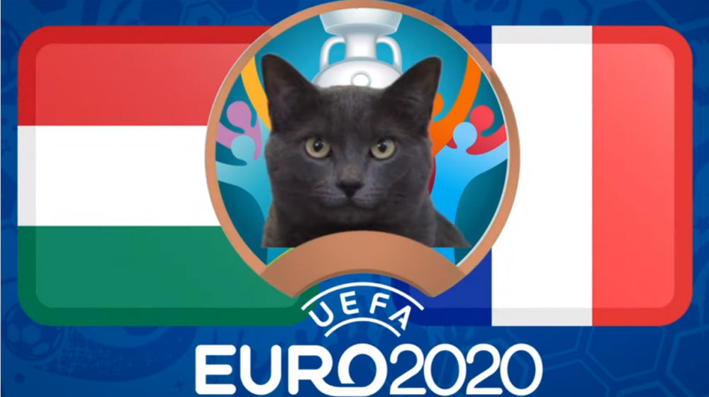 meo tien tri du doan hungary vs phap euro 2021 meo cass yeu thich ga trong