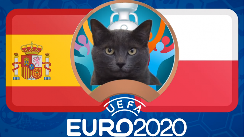 Mèo tiên tri dự đoán Tây Ban Nha vs Ba Lan - EURO 2021: Mèo Cass không tin 'Bò tót'