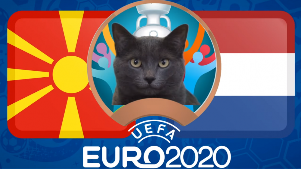 Mèo tiên tri dự đoán Bắc Macedonia vs Hà Lan - EURO 2021: Mèo Cass lựa chọn đội khách