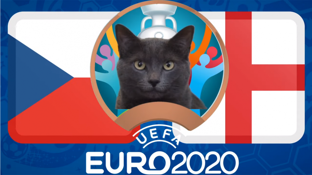 Mèo tiên tri dự đoán CH Séc vs Anh - EURO 2021: Mèo Cass chọn 'Tam sư'