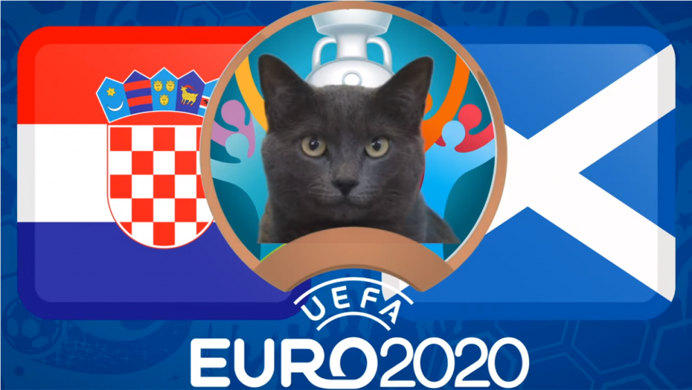 Mèo tiên tri dự đoán Croatia vs Scotland - EURO 2021: Mèo Cass thích Scotland