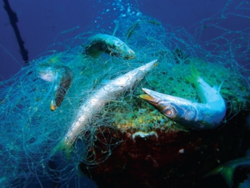 “Lưới ma”, sát thủ của hệ sinh thái biển
