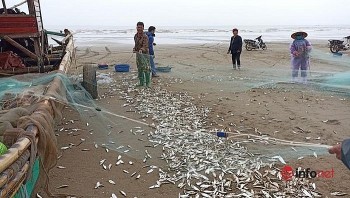 ngu dan don loc bien ca trich thu nhap 2 3 trieu dong moi ngay