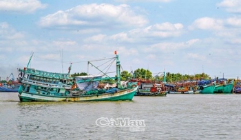 Ngư dân cửa biển Sông Đốc trúng mùa cá cơm sau Tết