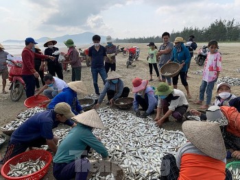 Ngư dân Hà Tĩnh, Đà Nẵng được mùa "lộc biển",  thu nhập 4 triệu/ngày