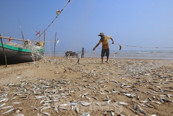 danh ca trich gan bo ngu dan thu 20 30 trieu dong cho moi chuyen ra khoi