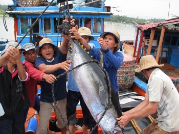 binh dinh to chuc le hoi ca ngu dai duong