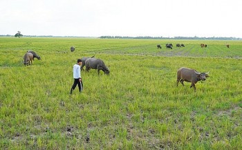 nguoi dan vung bien son la long an kham kha nho nuoi trau bo