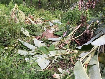 bao ve dan voi rung hoang da xuat hien o vung bien gioi gia lai