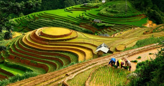 ruong bac thang mu cang chai lung linh mua do nuoc