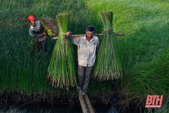 nong dan thanh hoa chong den thu hoach coi de tranh nong