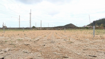 Hàng trăm héc ta đất nông nghiệp ở “thủ phủ” hành, tỏi Lý Sơn bị bỏ hoang