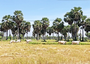 thieng lieng dat va nguoi huyen bien gioi tri ton