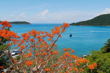 cu lao cham mua hoa ngo dong