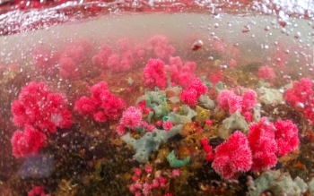 Chiêm ngưỡng san hô hồi sinh trong lòng di sản Vịnh Hạ Long