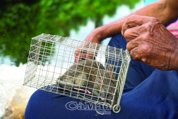 Cà Mau: Săn chuột rừng, nghề làm chơi ăn thật